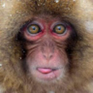 Meet your Posher, Tiger